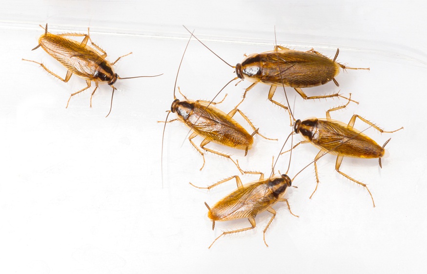 German Cockroaches Naturally
