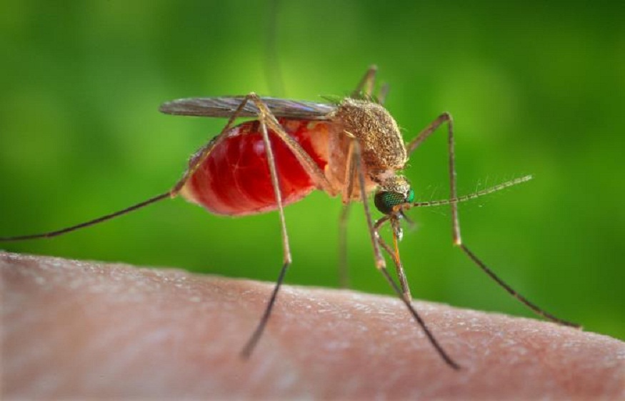 Mosquito-Borne Diseases