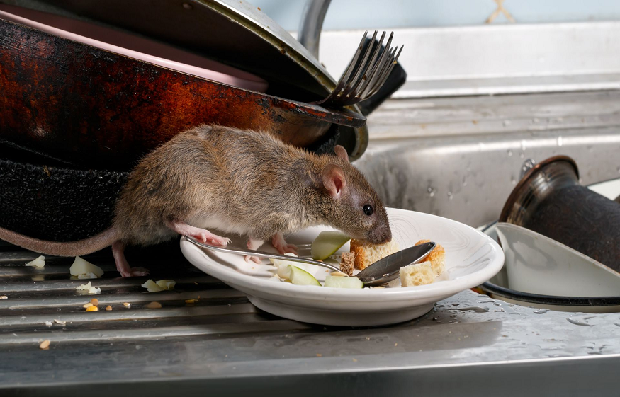 Rodent Pest Control