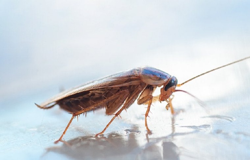 Pests in Star